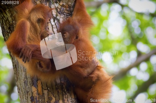 Image of Borneo Orangutans