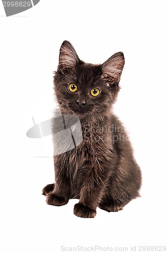 Image of Fluffy Black Kitten