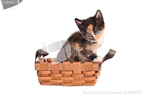 Image of Calico Kitten in a Basket