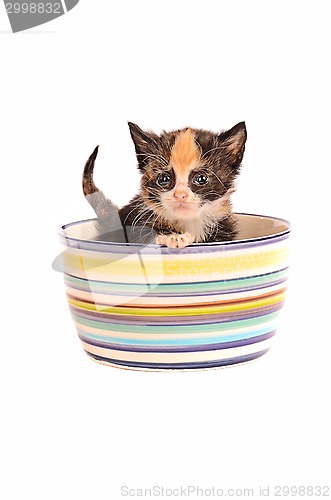 Image of Calico Kitten in a Bowl