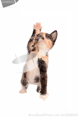 Image of Calico Kitten Reaching Up