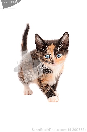 Image of Calico Kitten Standing