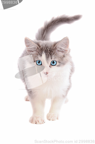 Image of White and Grey Kitten