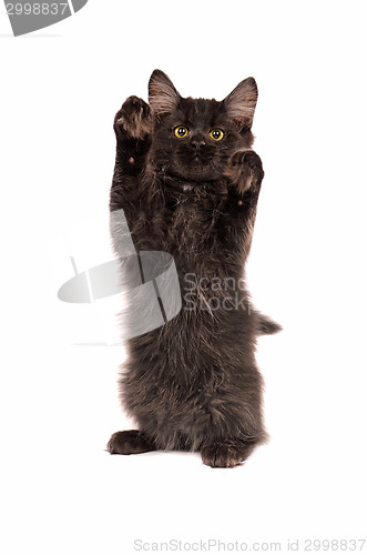 Image of Fluffy Black Kitten Standing