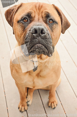 Image of Sad Bull Mastiff Dog