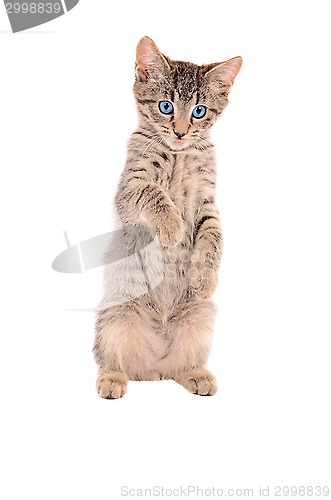 Image of standing tabby tongue out
