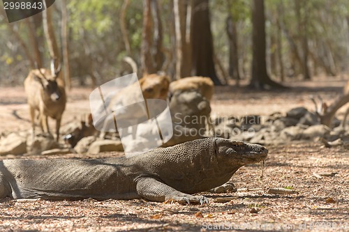 Image of Komodo Dragon