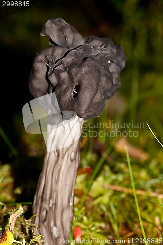 Image of helvella