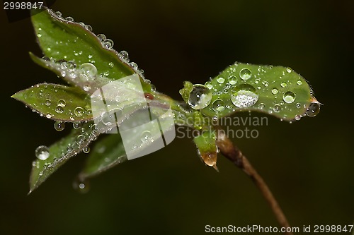 Image of wet leaf