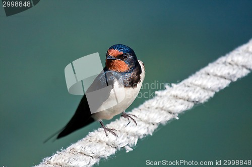 Image of swallow