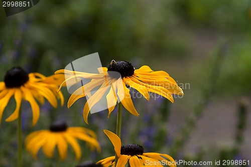 Image of yellow flowers