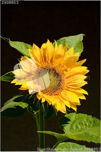 Image of sunflower