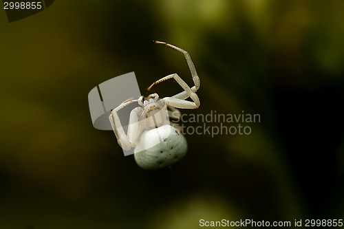 Image of crawling