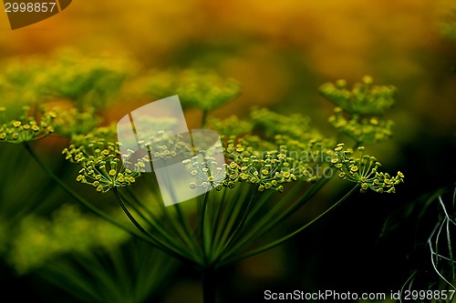 Image of dill