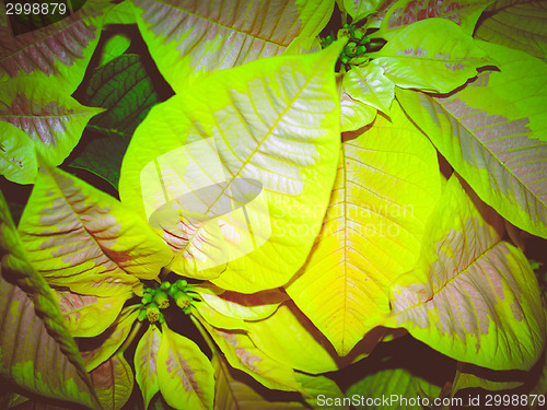 Image of Retro look Poinsettia