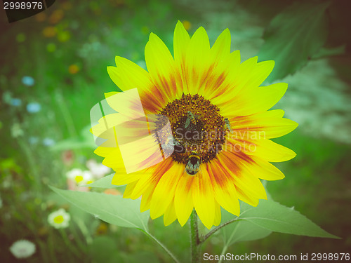 Image of Retro look Sunflower flower