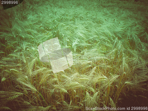 Image of Retro look Barleycorn field