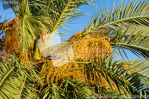Image of Ripe Date Fruit on Palm Tree