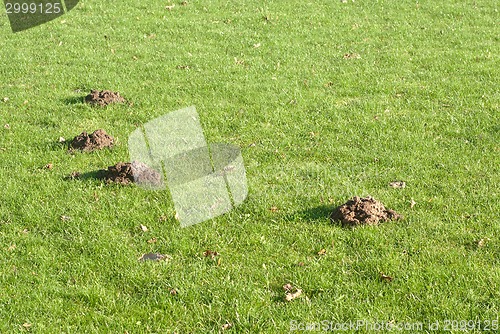 Image of Mole mounds in the sport stadium 