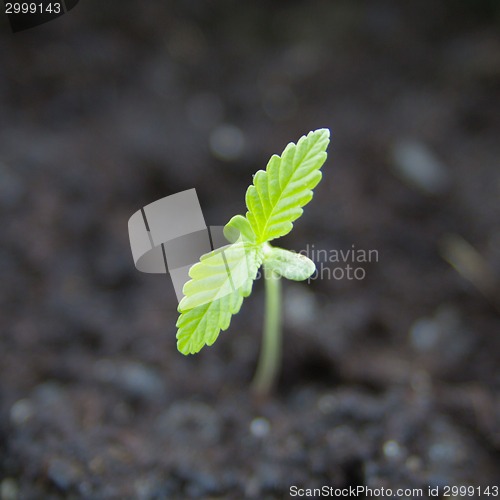 Image of Marijuana seedling