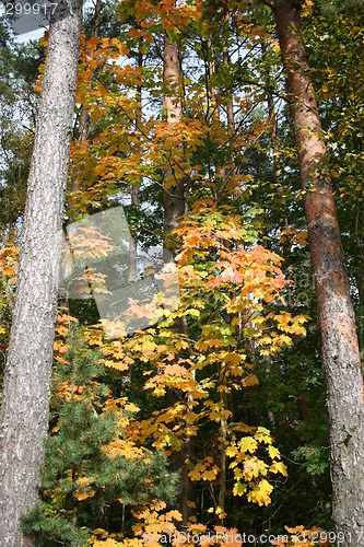 Image of Autumn colours