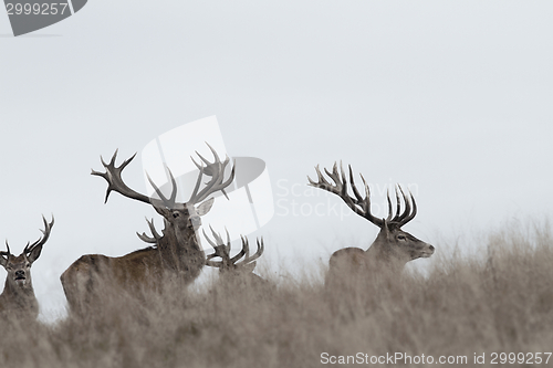 Image of awesome red deer stags