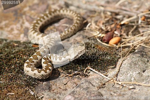 Image of juvenile sand viper in situ