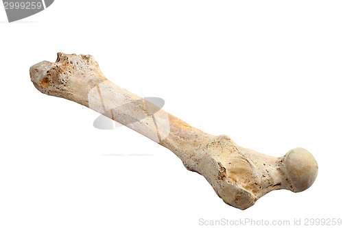 Image of ursus spelaeus bone