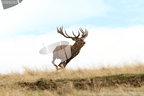 Image of male red deer running wild