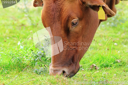 Image of brown zebu grazing 