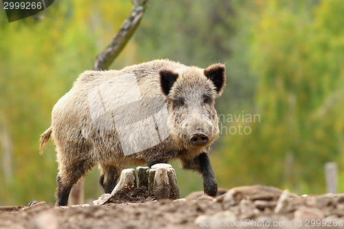 Image of big wild boar