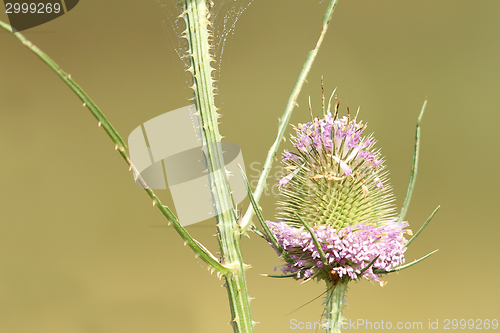 Image of thistle pink flower