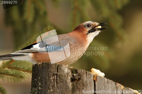 Image of hungry eurasian jay