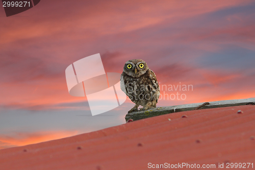 Image of little owl on the roof