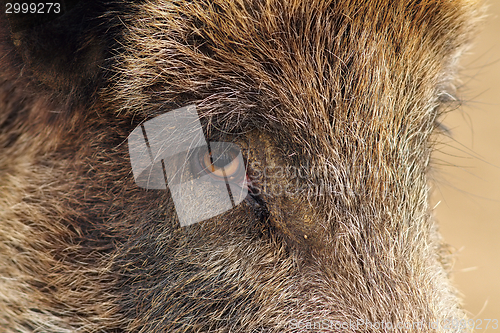 Image of closeup of a wild boar