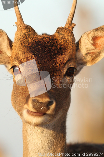 Image of portrait of young deer buck