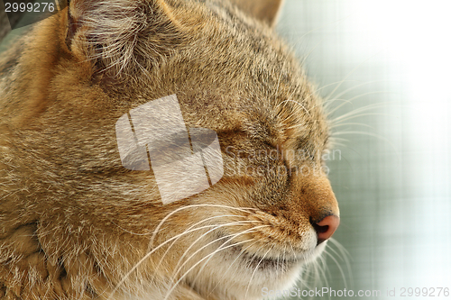 Image of wildcat portrait side view