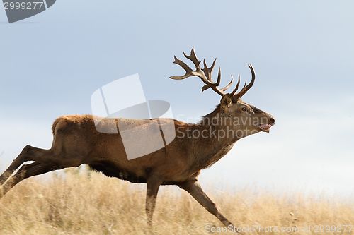 Image of cervus elaphus running on meadow