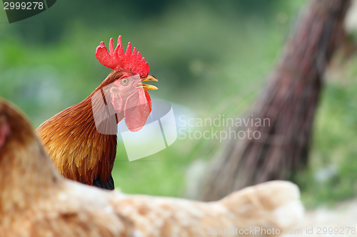 Image of colorful singing rooster