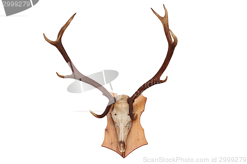 Image of isolated skull of a red deer