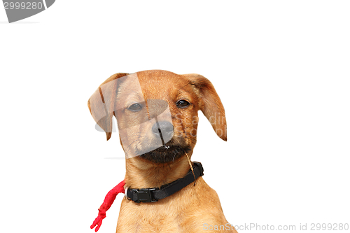 Image of isolated puppy portrait