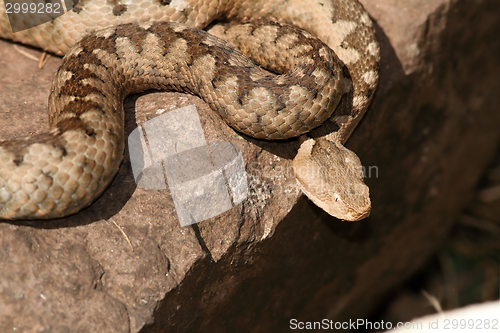 Image of dangerous venomous european snake