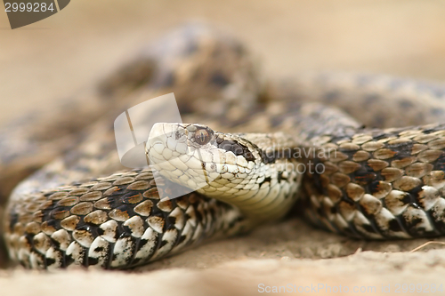 Image of closeup of meadow viper