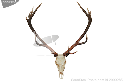 Image of beautiful red deer hunting trophy