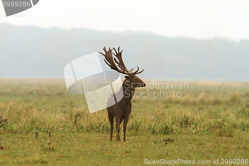 Image of wild fallow deer stag