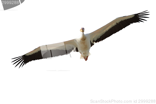Image of isolated pelican in flight