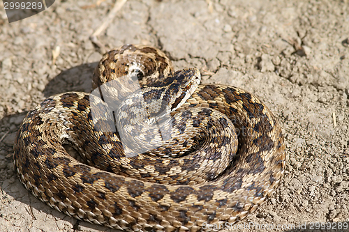 Image of vipera ursinii rakosiensis on the ground