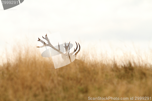 Image of red deer big trophy