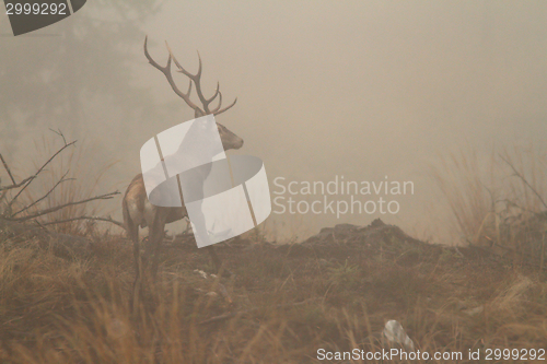 Image of red deer stag in morning fog