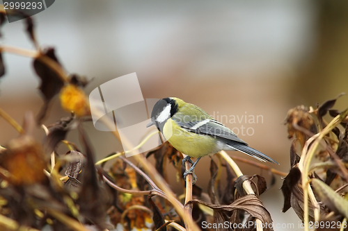Image of great tit in the garden